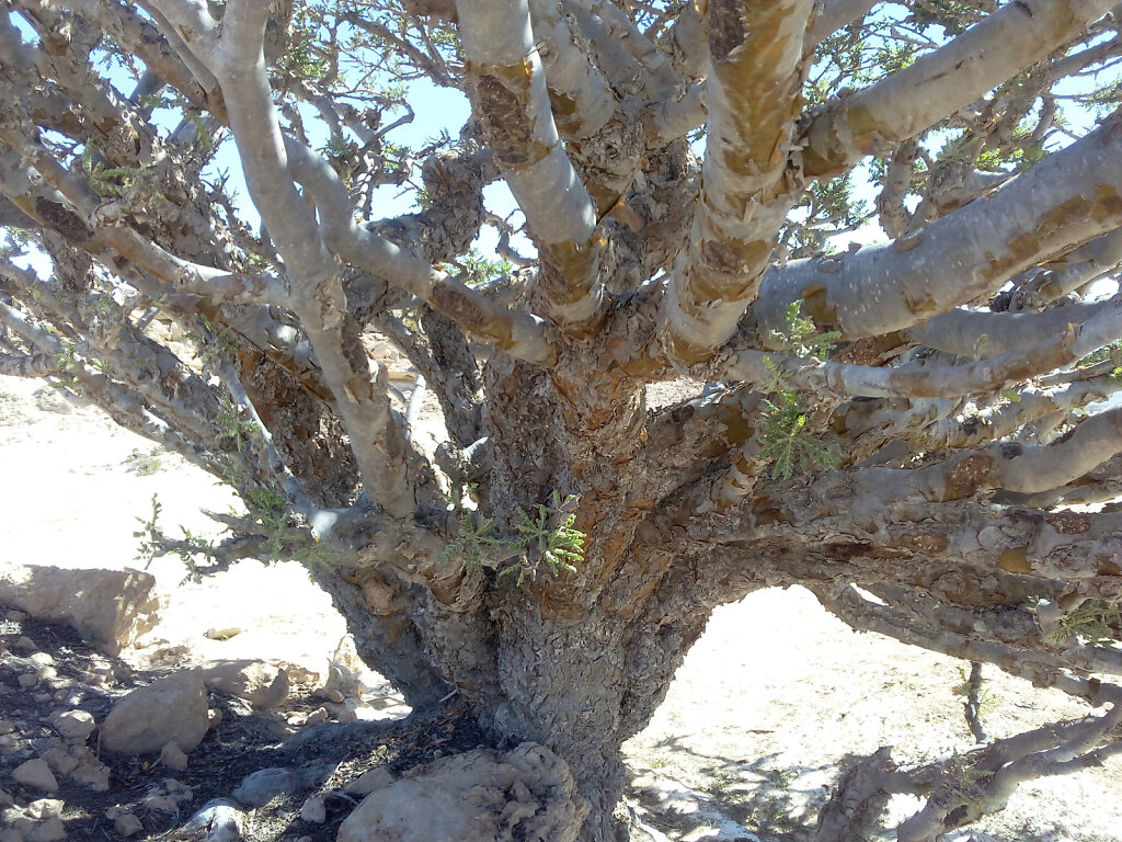 Weihrauchbaum / Frankincense Tree