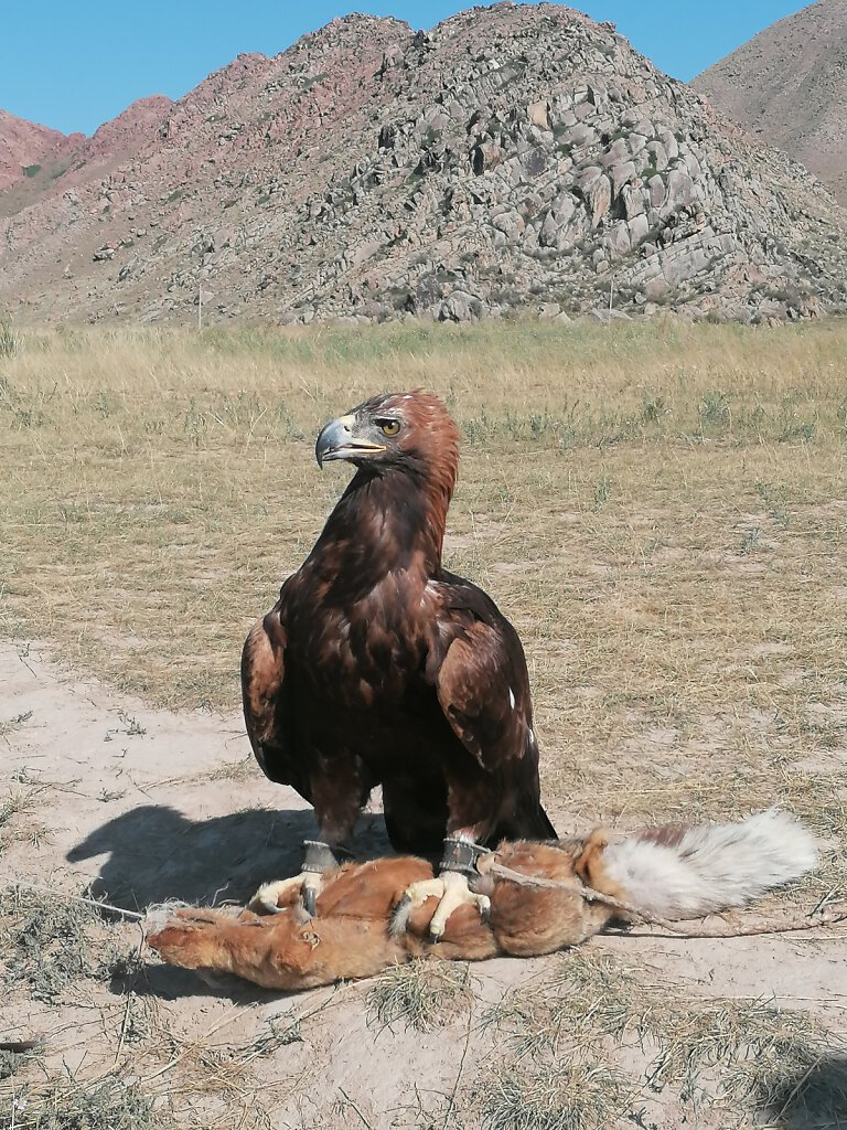 Adler Jagd / Eagle Hunting