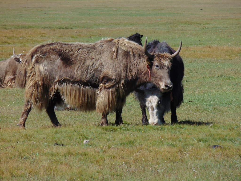 Yaks Song Köl See / Lake