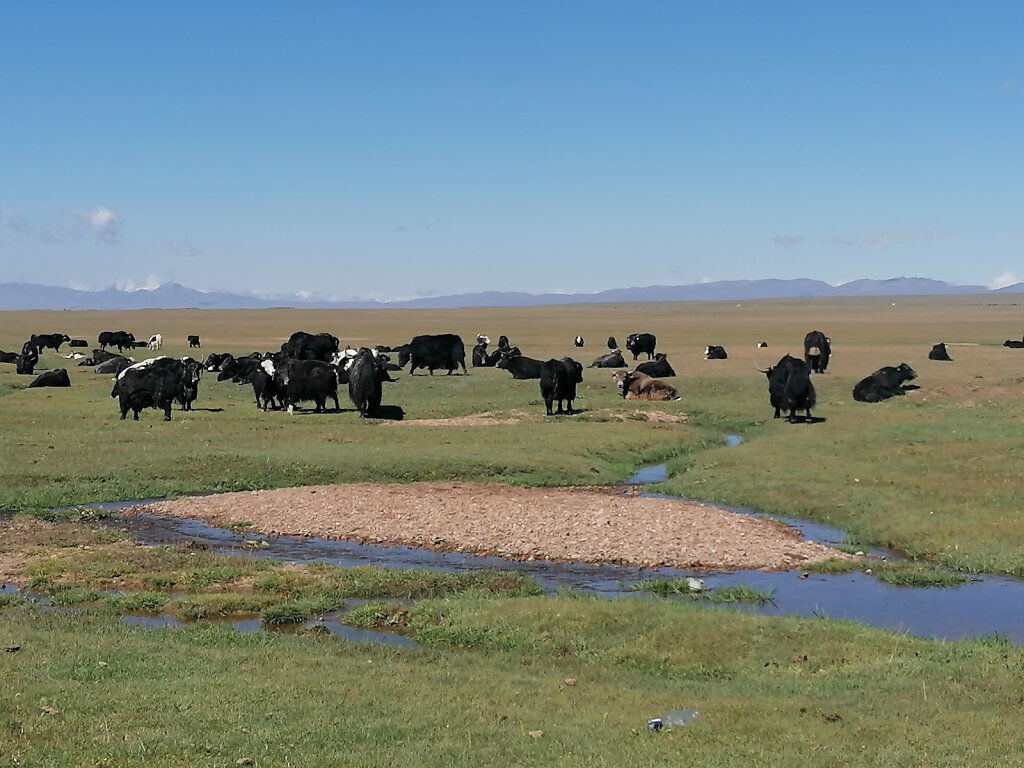 Yaks Song Köl See / Lake