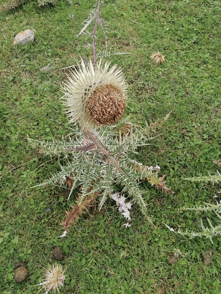 Distel